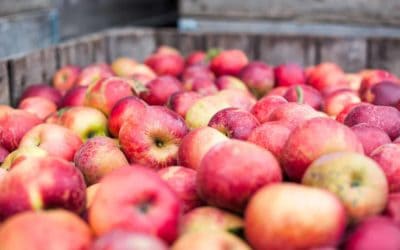 I migliori frutteti di zucca e mele vicino a Filadelfia