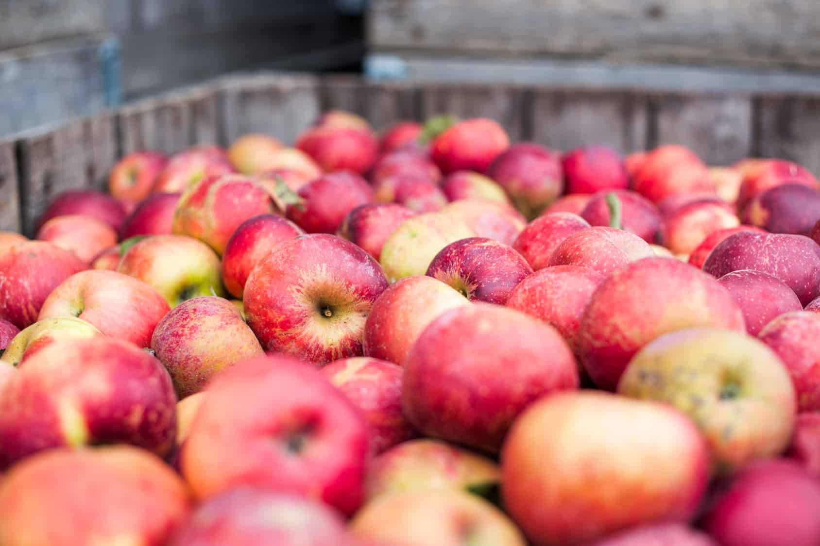 Apfel pflücken