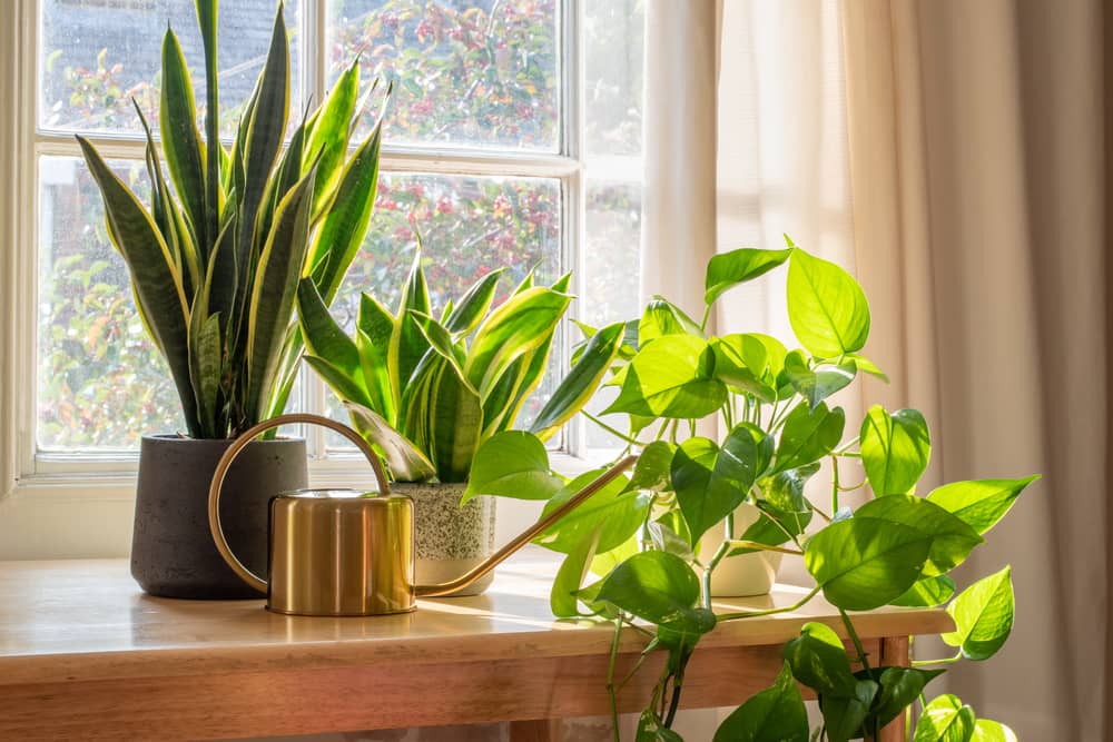 10 ideas de decoración inteligentes | Plantas de interior | phillyaptrentals.com