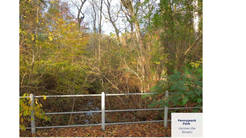 Trees and River Running Through Pennypack Park - near Park Place One Apartments