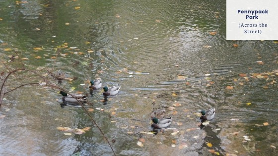 pennypack park ducks - explore nature across the street from Park Place One Apartments