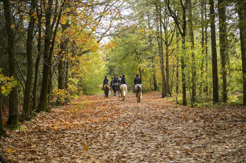 Équitation dans le parc Pennypack | www.phillyaptrentals.com