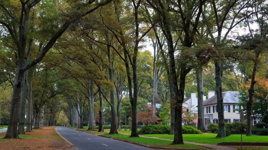 Tree Canopy Coverage Tree Line Street