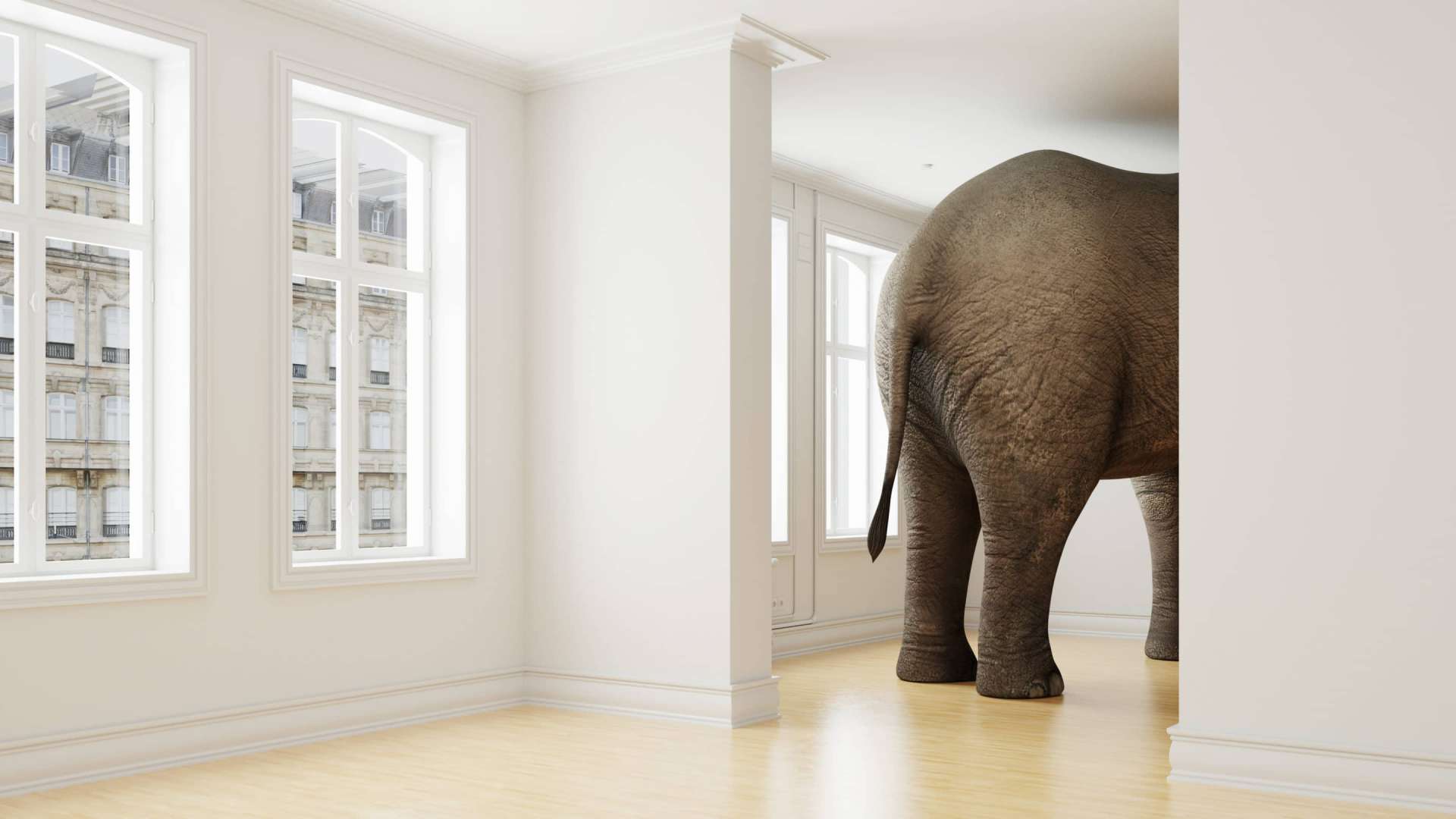 elephant in apartment on article about how much space do I need
