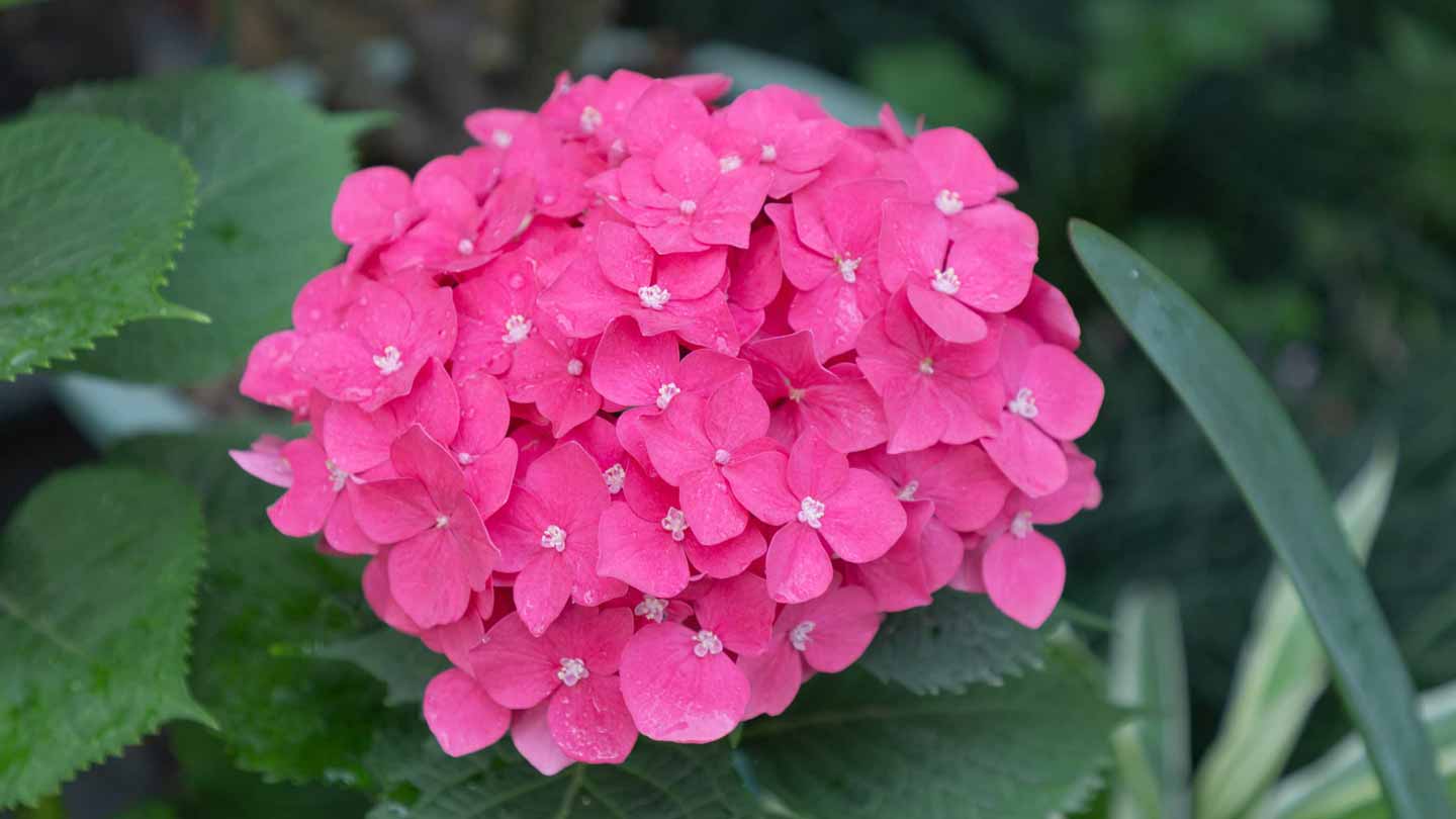 Closeup of a pink bundle of flowers in a garden