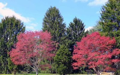 10 arboretos increíbles en Filadelfia