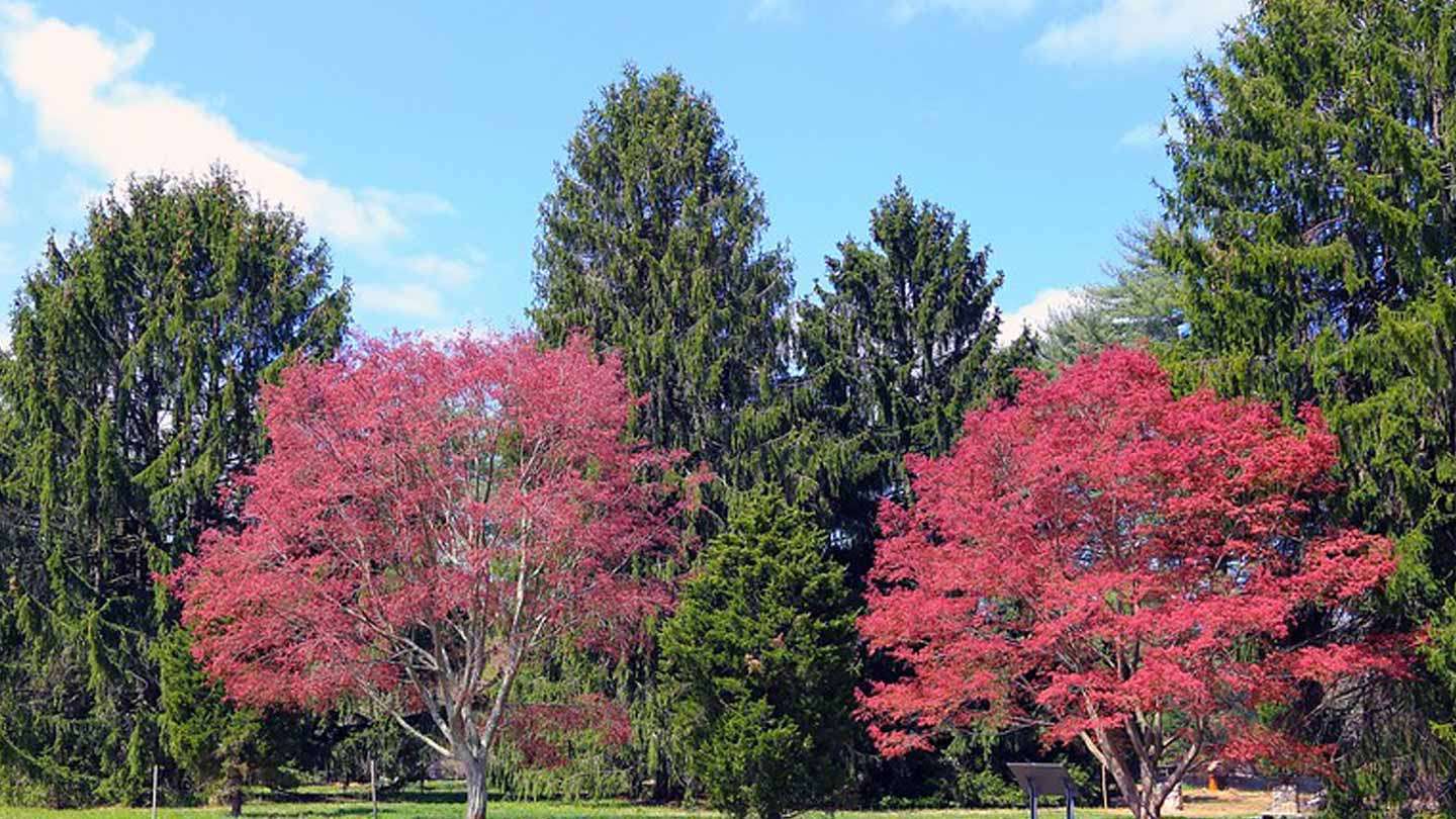 Tyler Arboretum'daki çayırlar