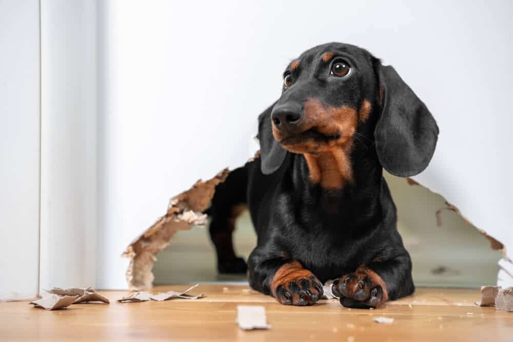 ¿Qué es un depósito de seguridad de apartamento? Perro masticado agujero en la pared | www.phillyaptrentals.com