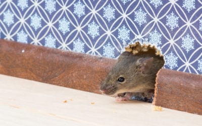 Comment les souris peuvent-elles pénétrer dans les appartements ?