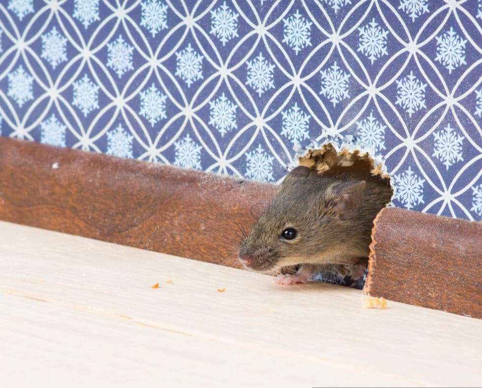 How Do Mice Get Into Apartments?