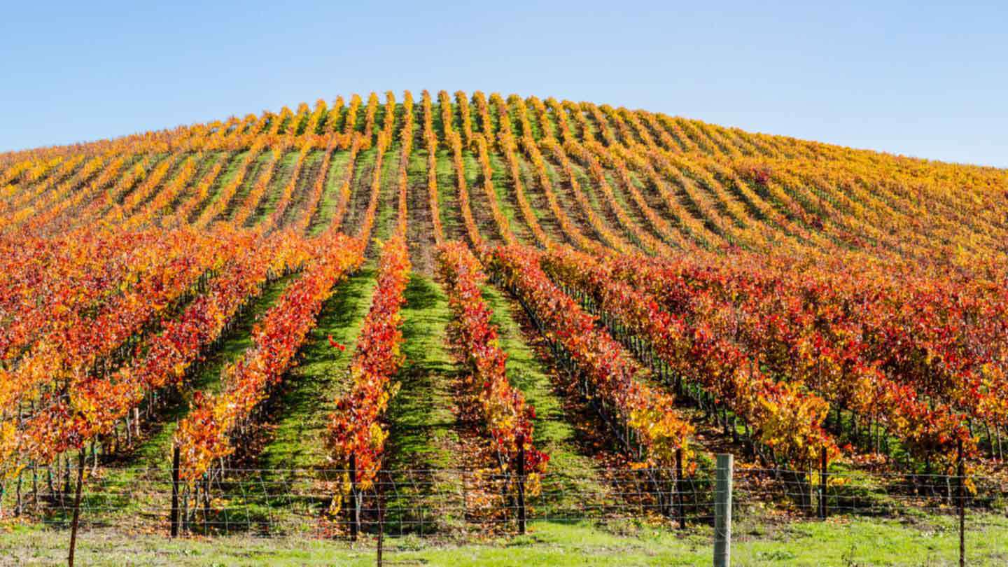 Vista de fileiras de uvas em um vinhedo