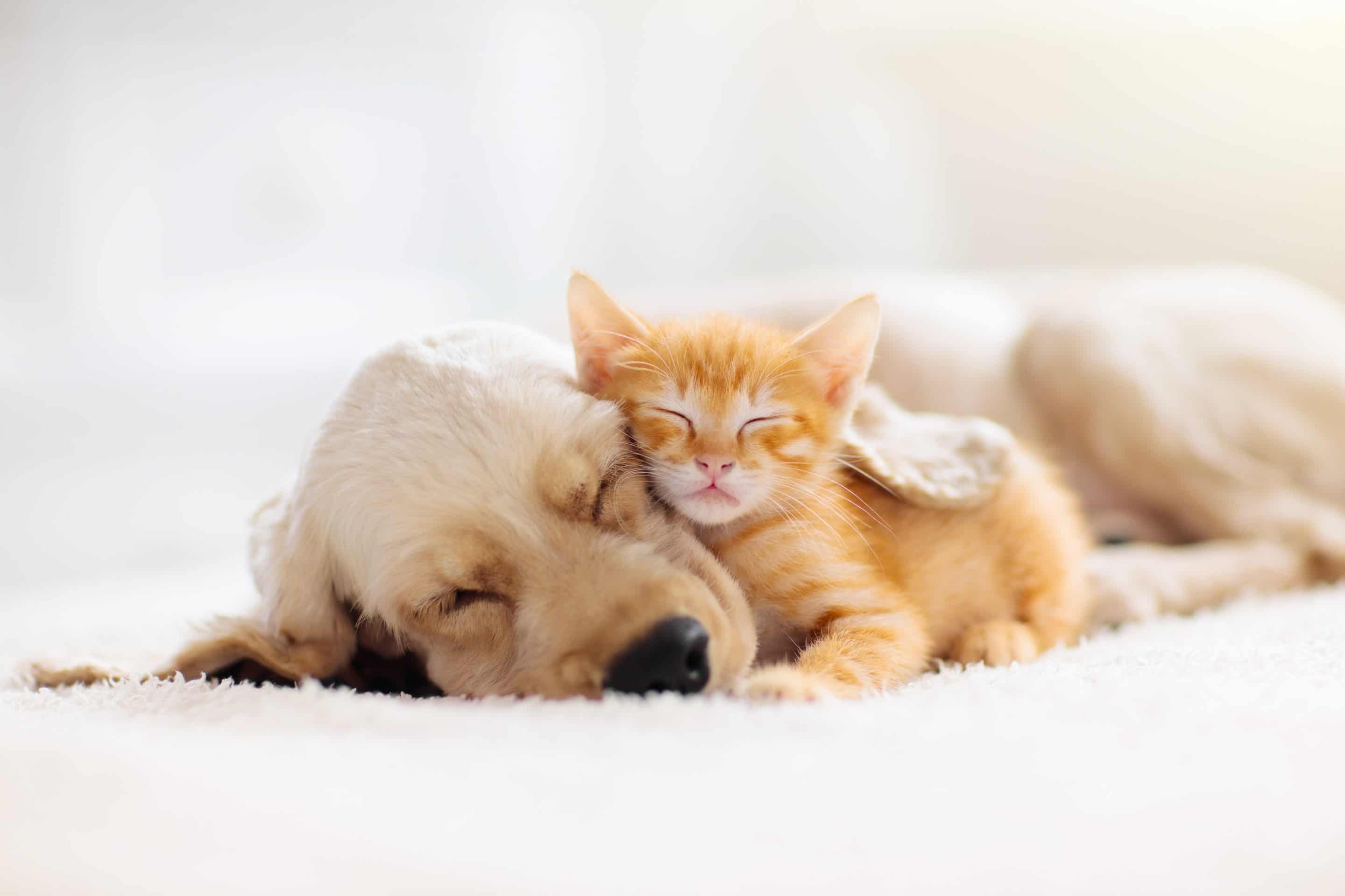 a cat and a kitten cuddling