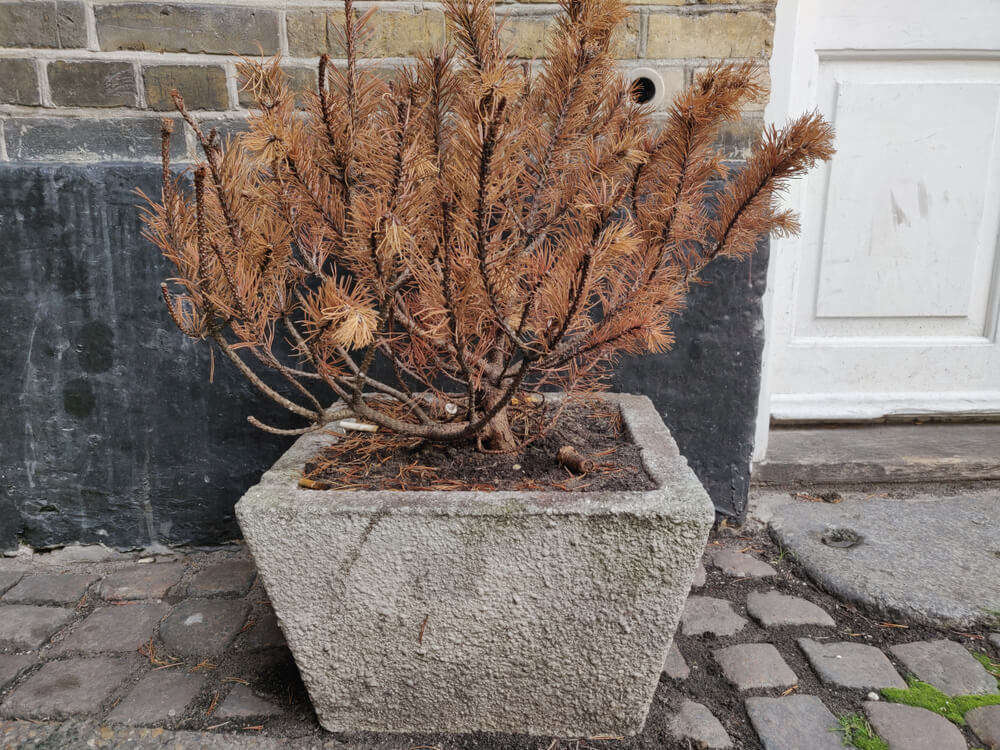 Warning Signs of Bad Apartment Complex | Dead Pine Tree in Pot and Broken Walkway