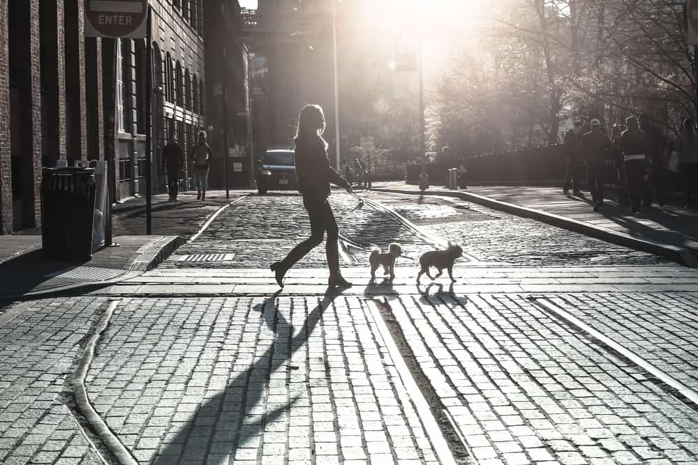 7 pytań, które musisz zadać na temat KONTROLI DŹWIĘKU przed wynajmem | Wyprowadzacz psów o zachodzie słońca | phillyaptrentals.com